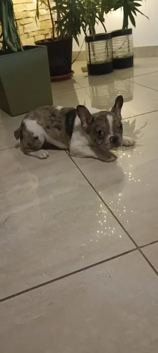 Slika oglasa Stenad francuskog buldoga dva merle muzjaka 3.5 meseca